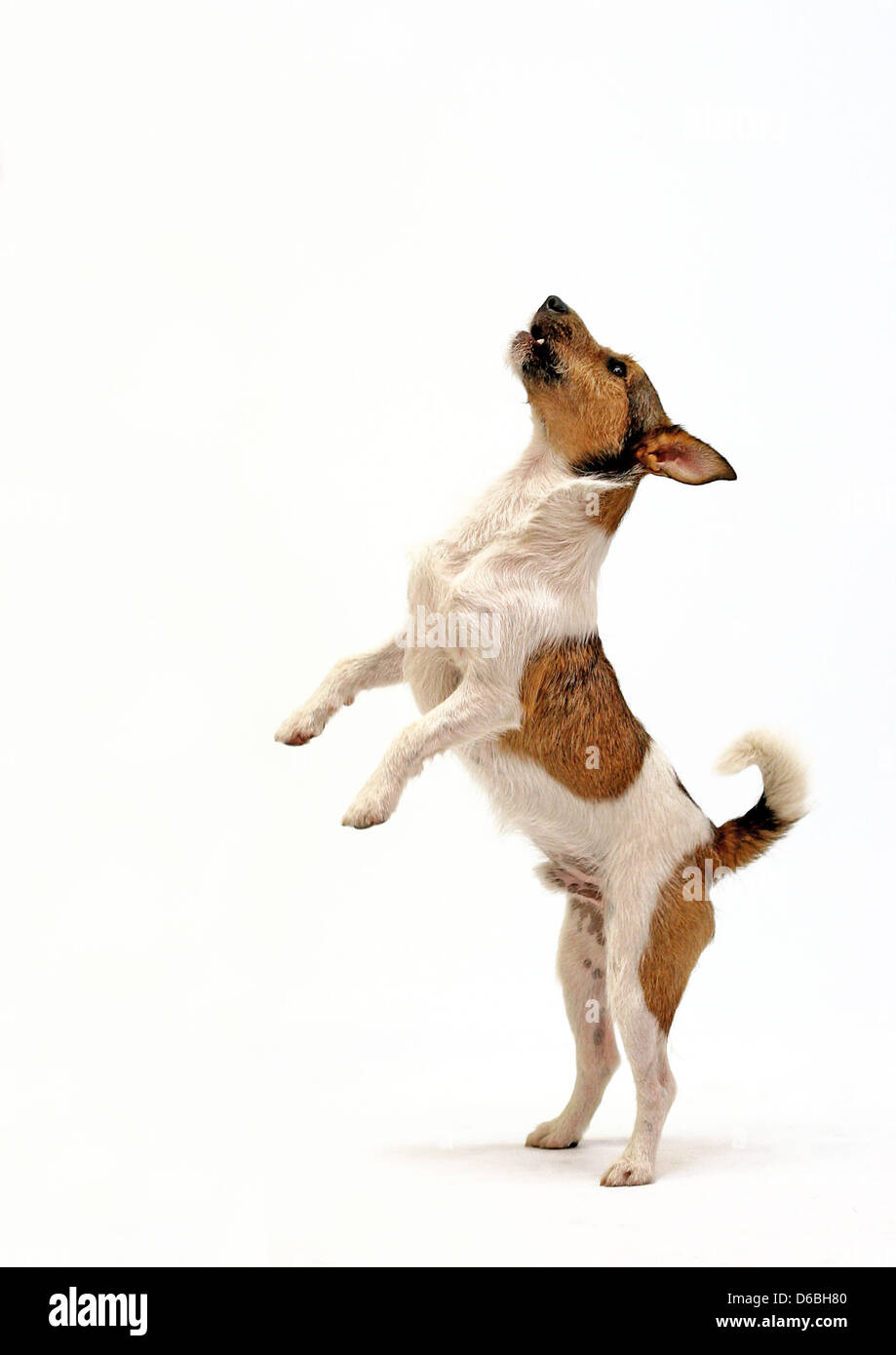 Hund, jack Tier, Ausbildung,-Russell-Terrier, Hundetraining Stockfoto