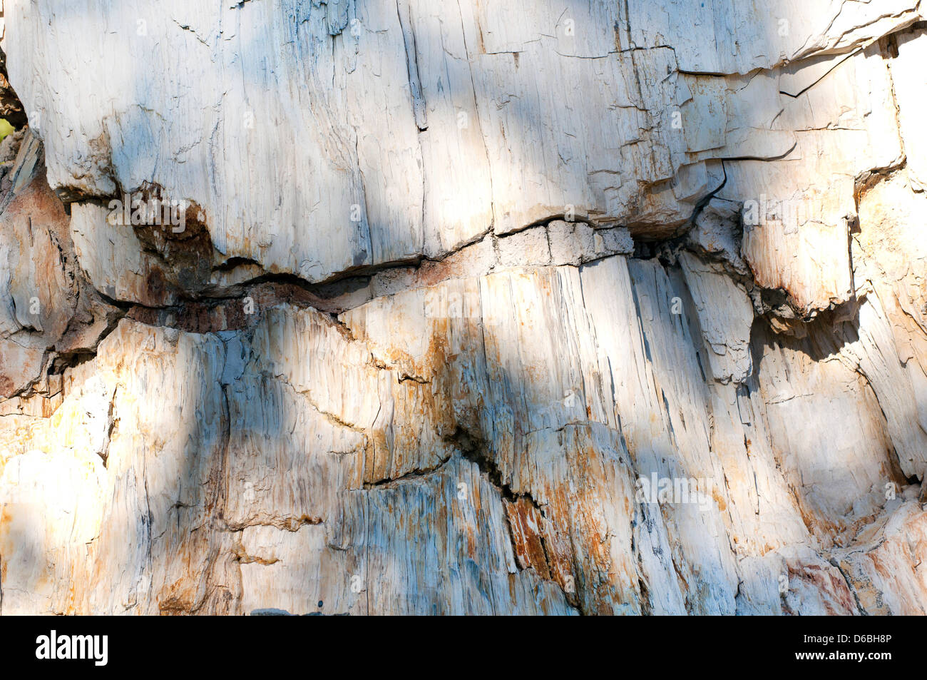 Versteinertes Holz Stockfoto