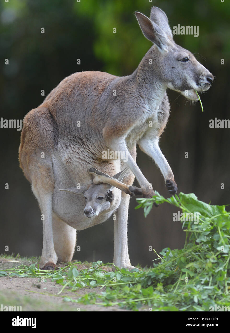 Ein K nguru Baby Blickt Aus Dem Beutel Seiner Mutter Im Tierpark 