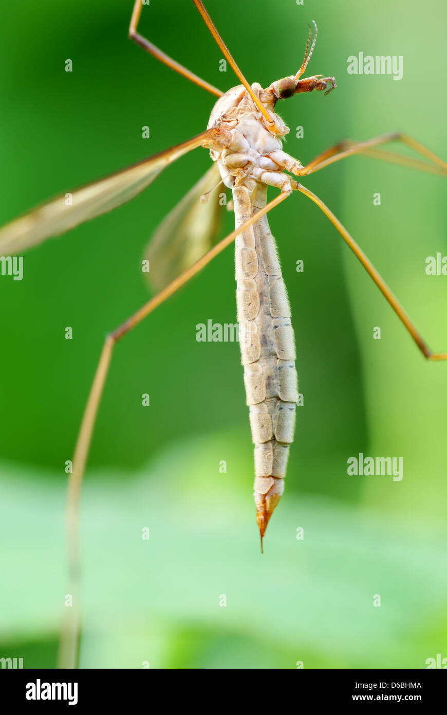 große Moskito sitzen auf grüne Himbeer Busch Stockfoto