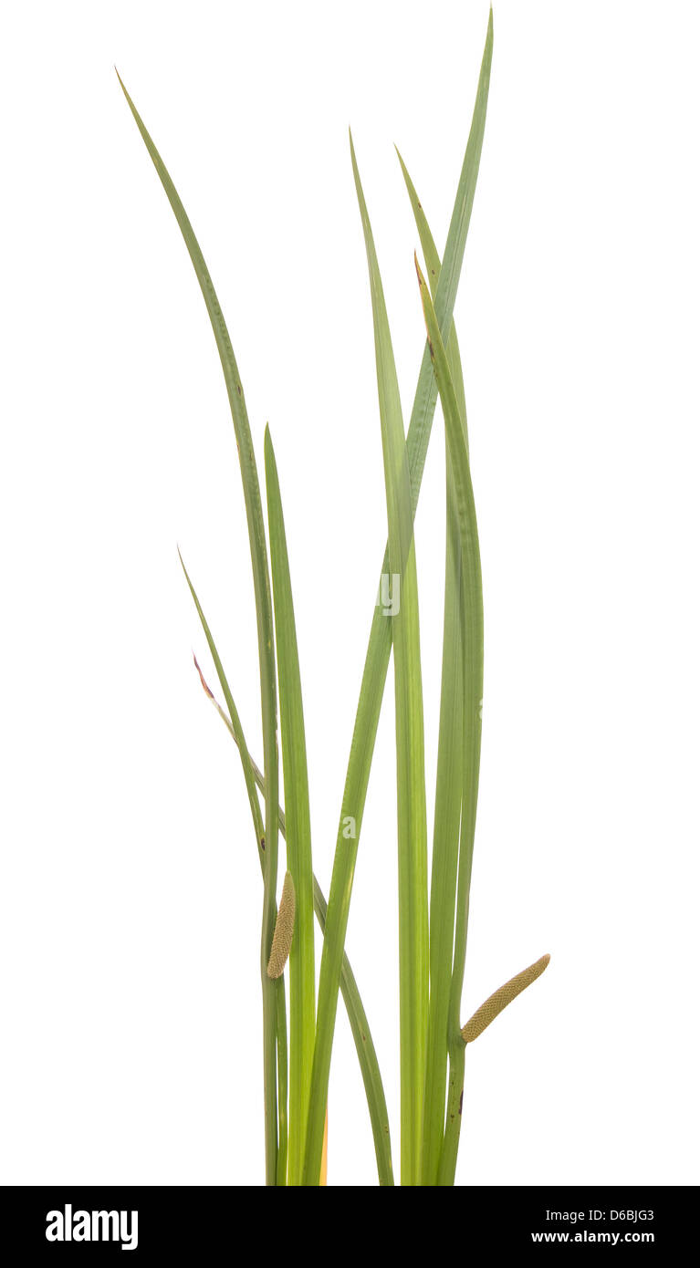 grünes Blatt Calamus mit Blütenstand auf weißem Hintergrund Stockfoto