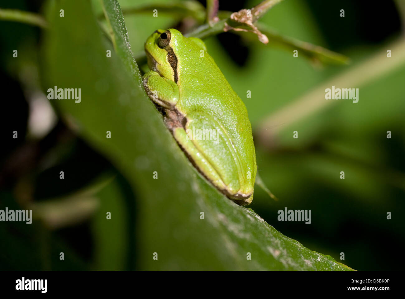 grüner Frosch auf Blatt im Wald Wildlife batrachian Blatt sitzen Stockfoto