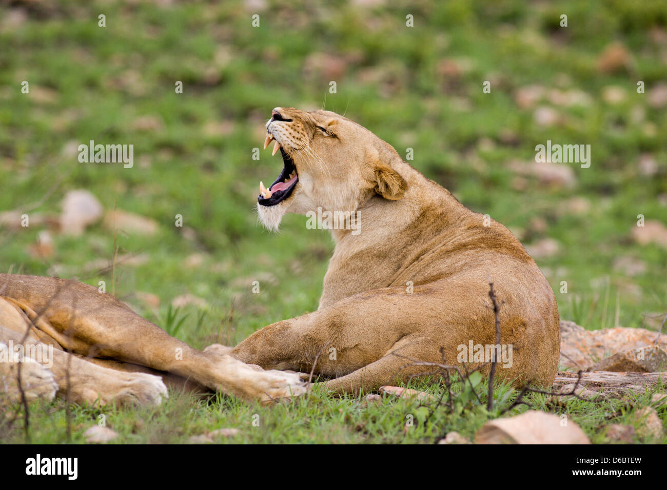 Eine Löwin hat ein gutes Gähnen zeigt ihre langen Eckzähne. Phinda Game Reserve, Südafrika. Stockfoto