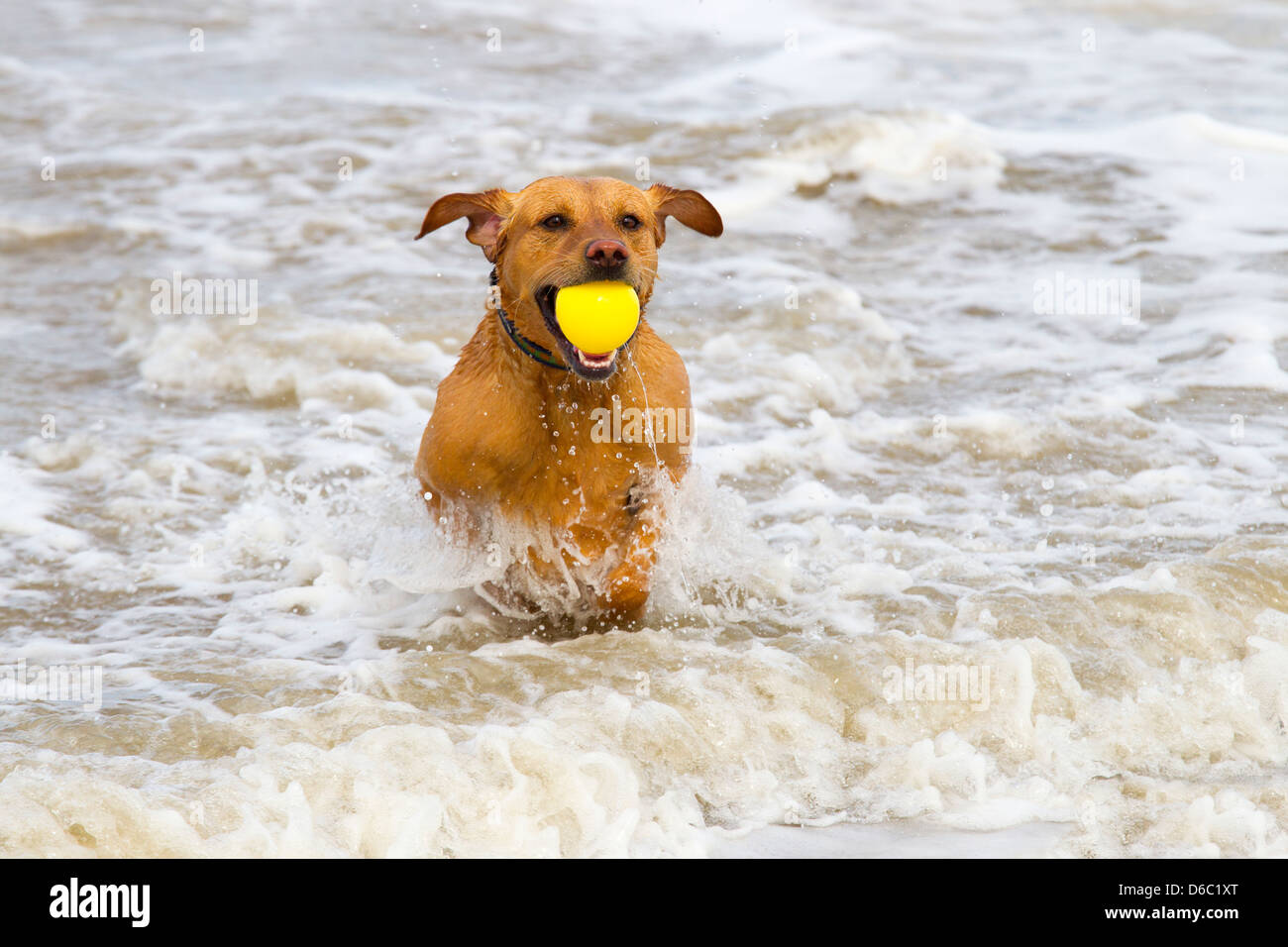 Gelben Labrador spielen mit Kugel Stockfoto