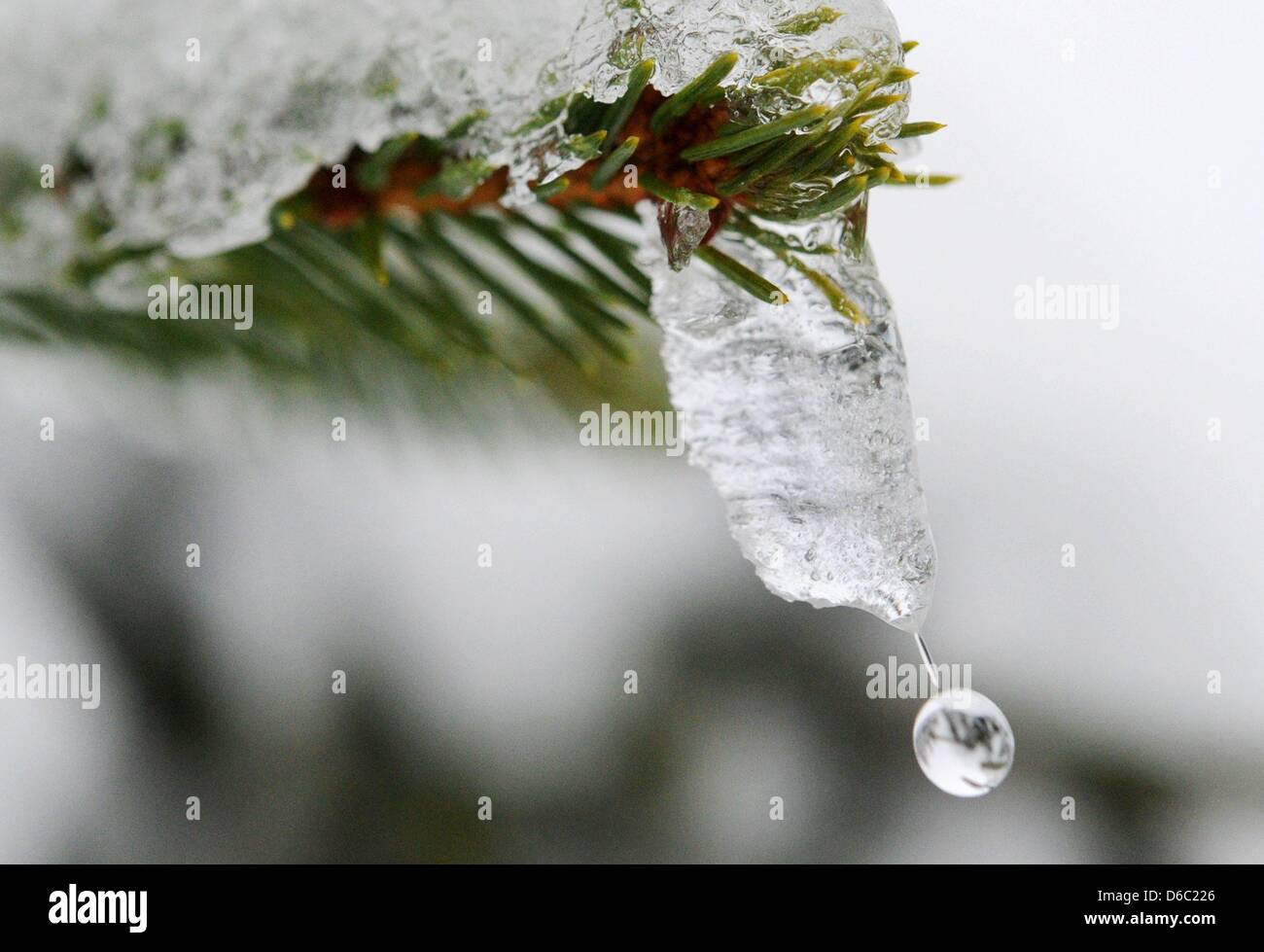 Ein Tautropfen hängt auf einem Ast in der Harz-Region in der Nähe von Torfhaus, Deutschland, 9. Januar 2012. Das Wetter in der Harzregion wechselt zwischen winterlike Temperaturen und Auftauen. Foto: Julian Stratenschulte Stockfoto