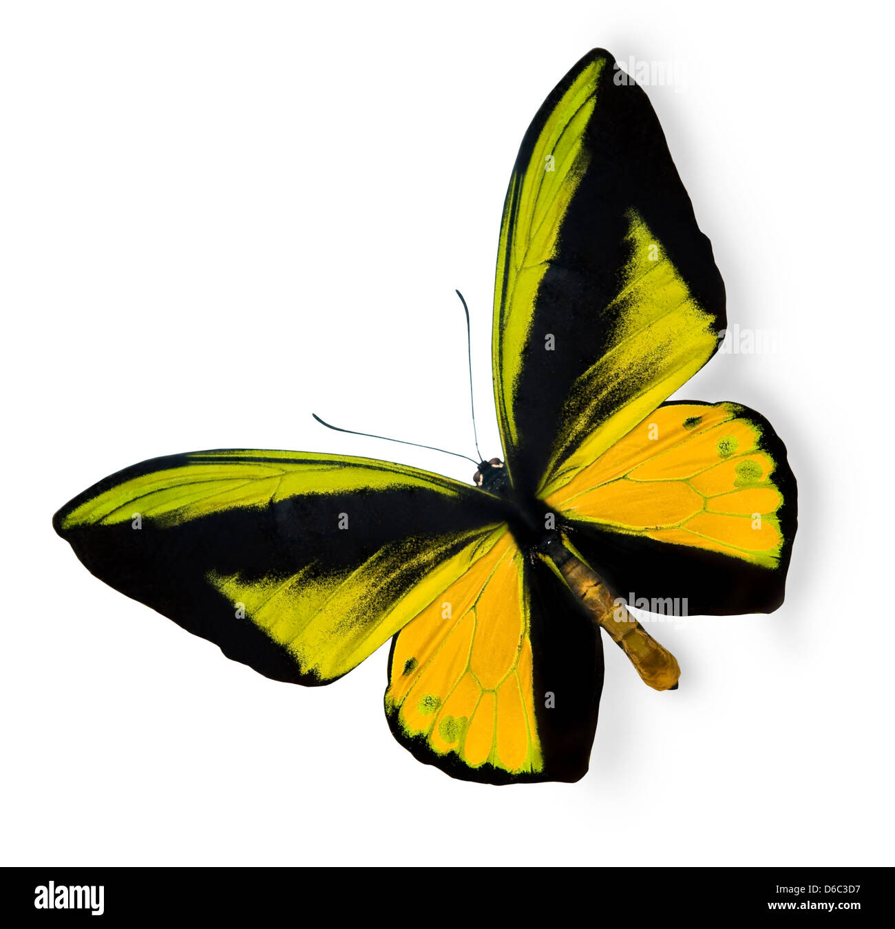 Schönheit tropischer Schmetterling isoliert auf weiss Stockfoto