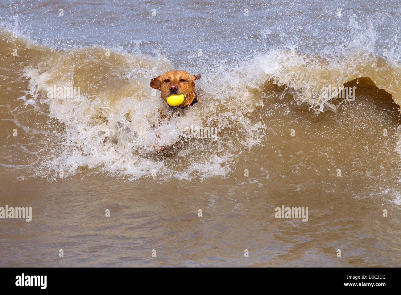 Gelber Labrador schwimmt und ruft den Ball aus dem Meer Stockfoto