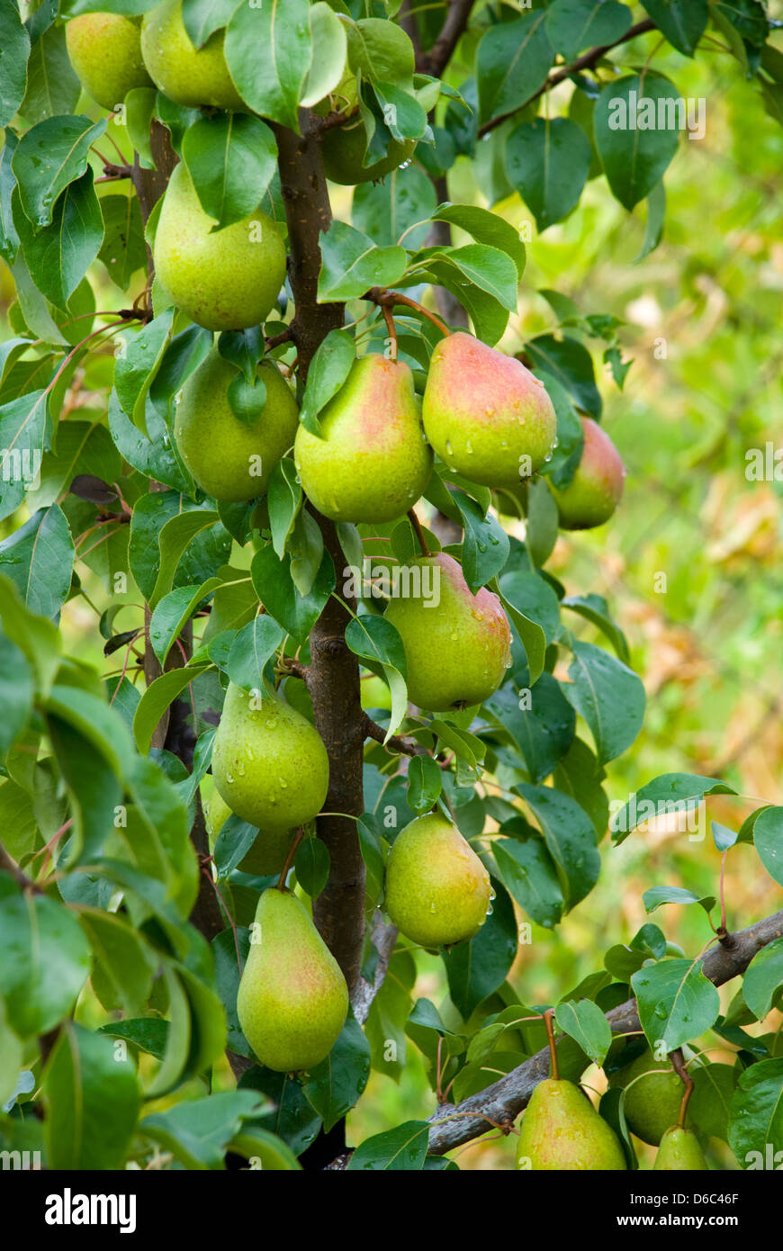 Saftige Birnen am Baum Stockfoto