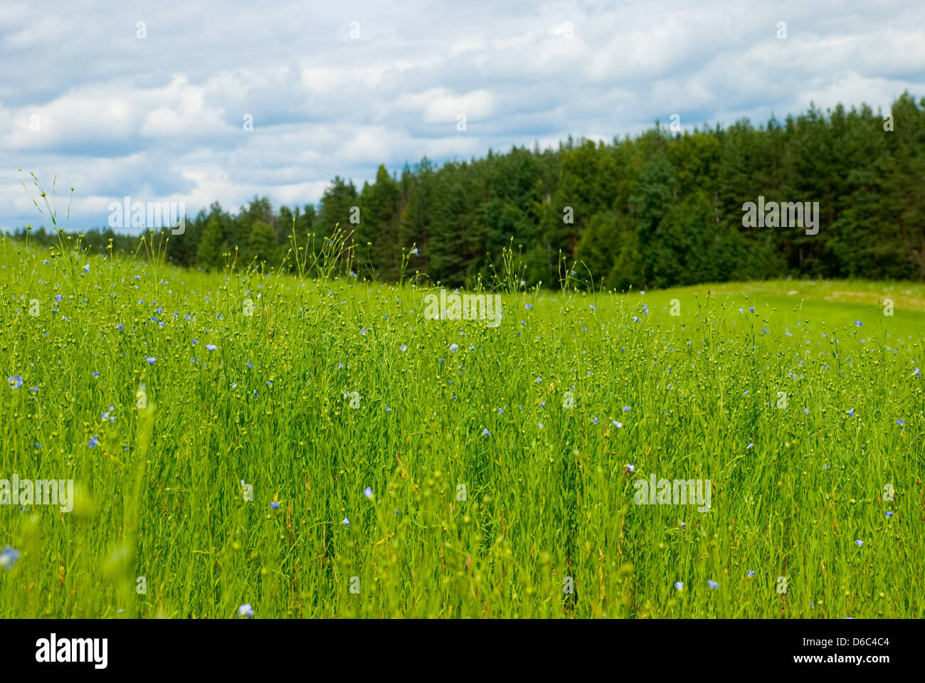 Schönen Flachs-Feld Stockfoto