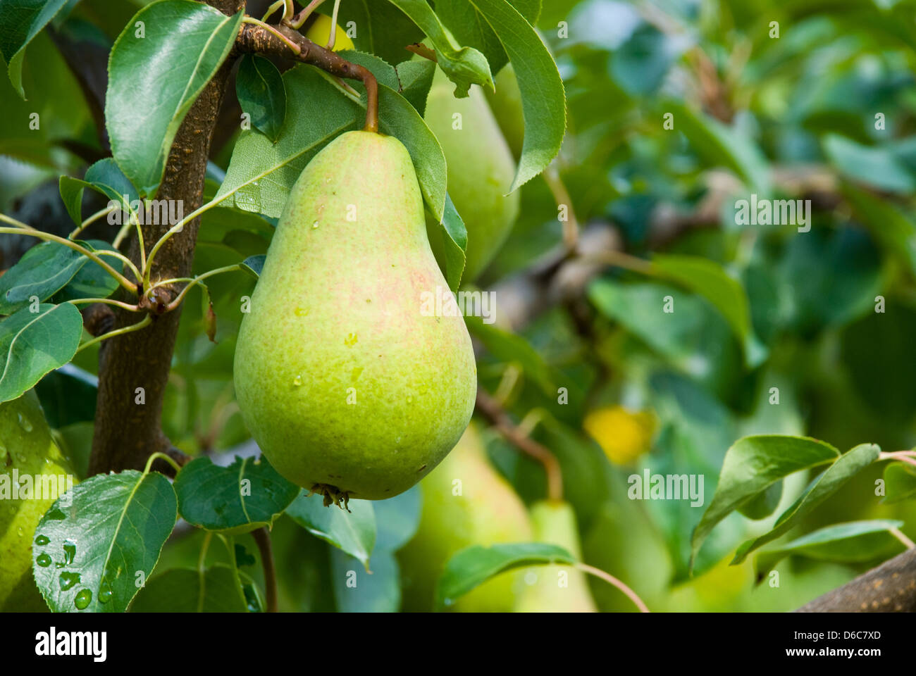 Saftige Birnen am Baum Stockfoto