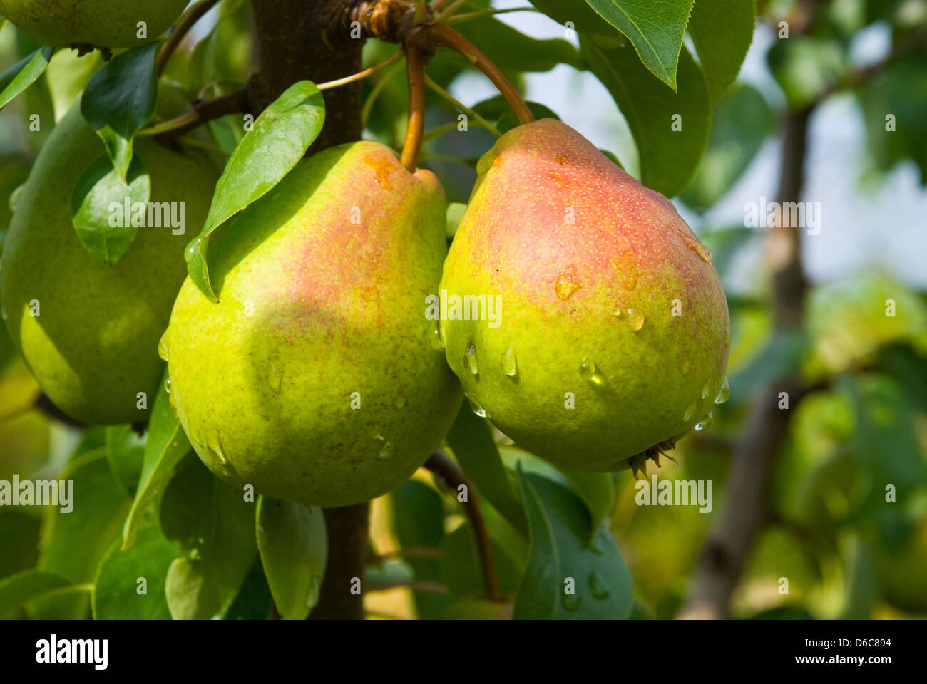 Saftige Birnen am Baum Stockfoto