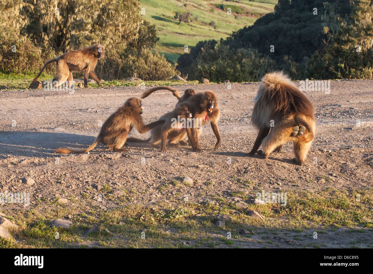 Gelada Paviane (Theropithecus Gelada), Nord-Äthiopien Stockfoto