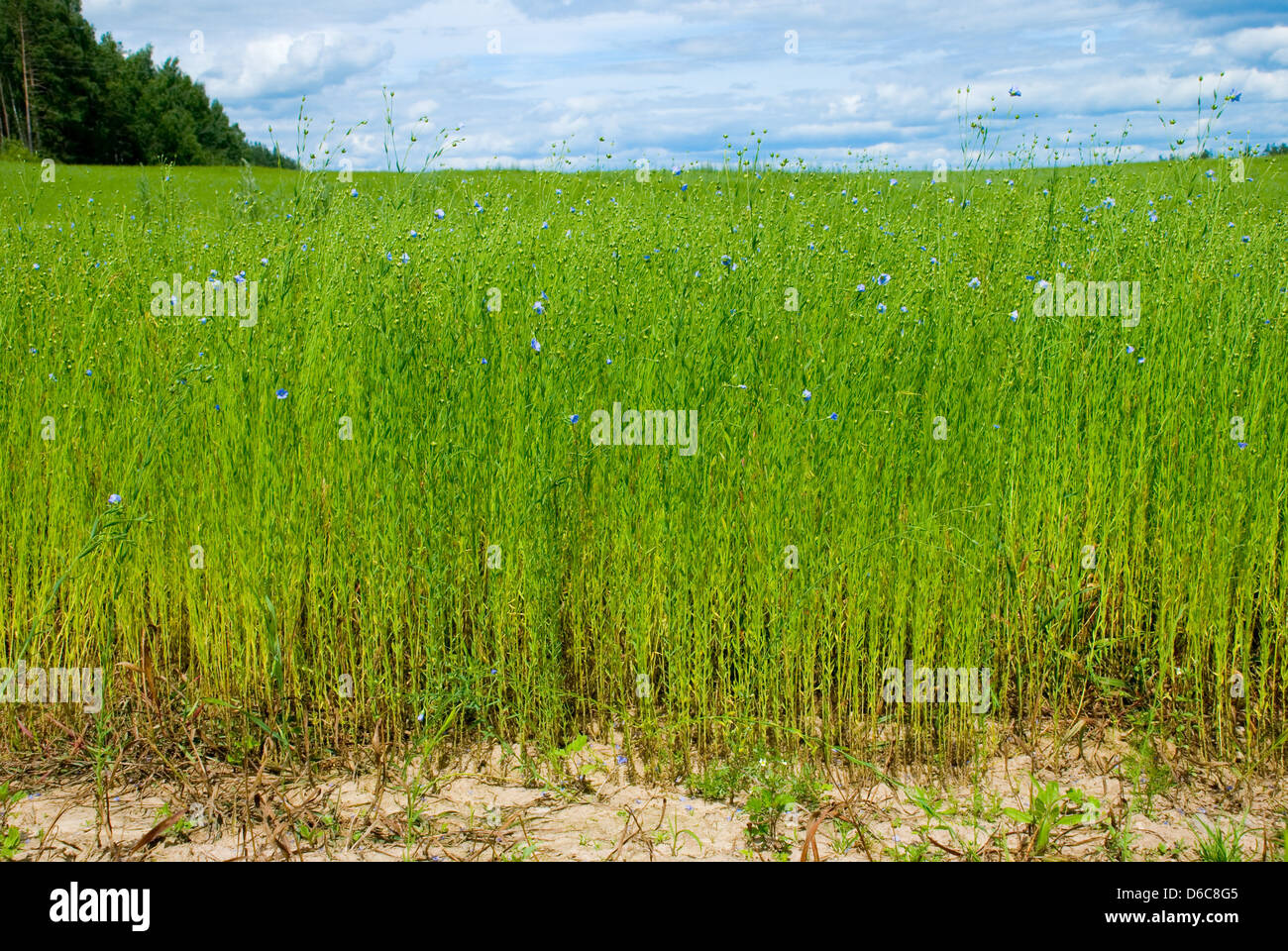 Schönen Flachs-Feld Stockfoto