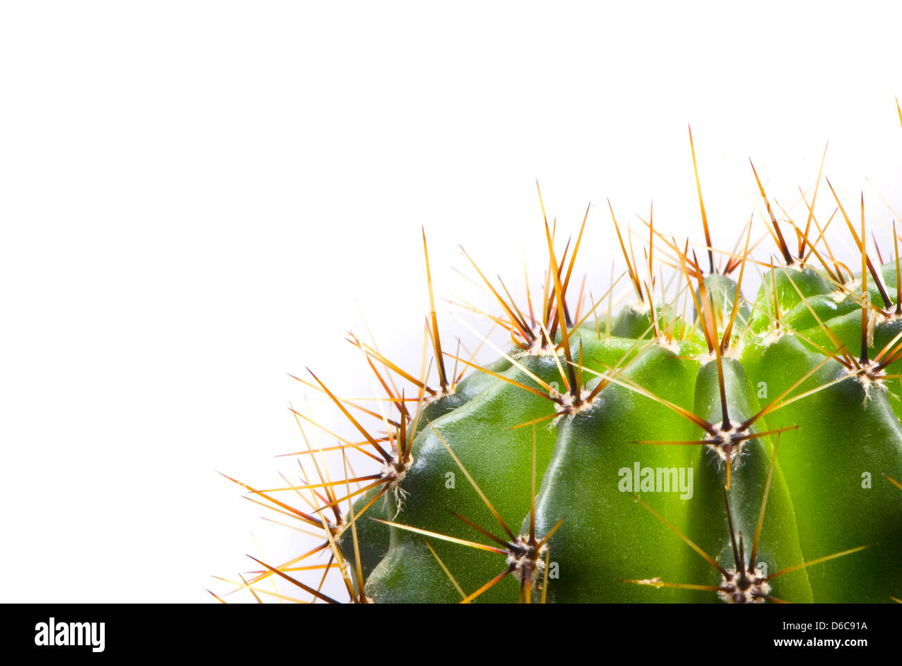 grüner Kaktus, Makroaufnahme Stockfoto