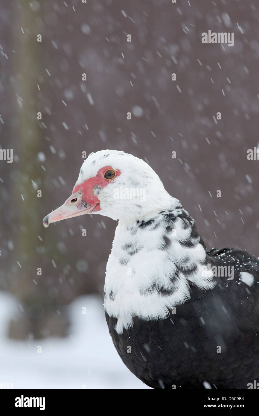 Ente im Schnee; UK Stockfoto