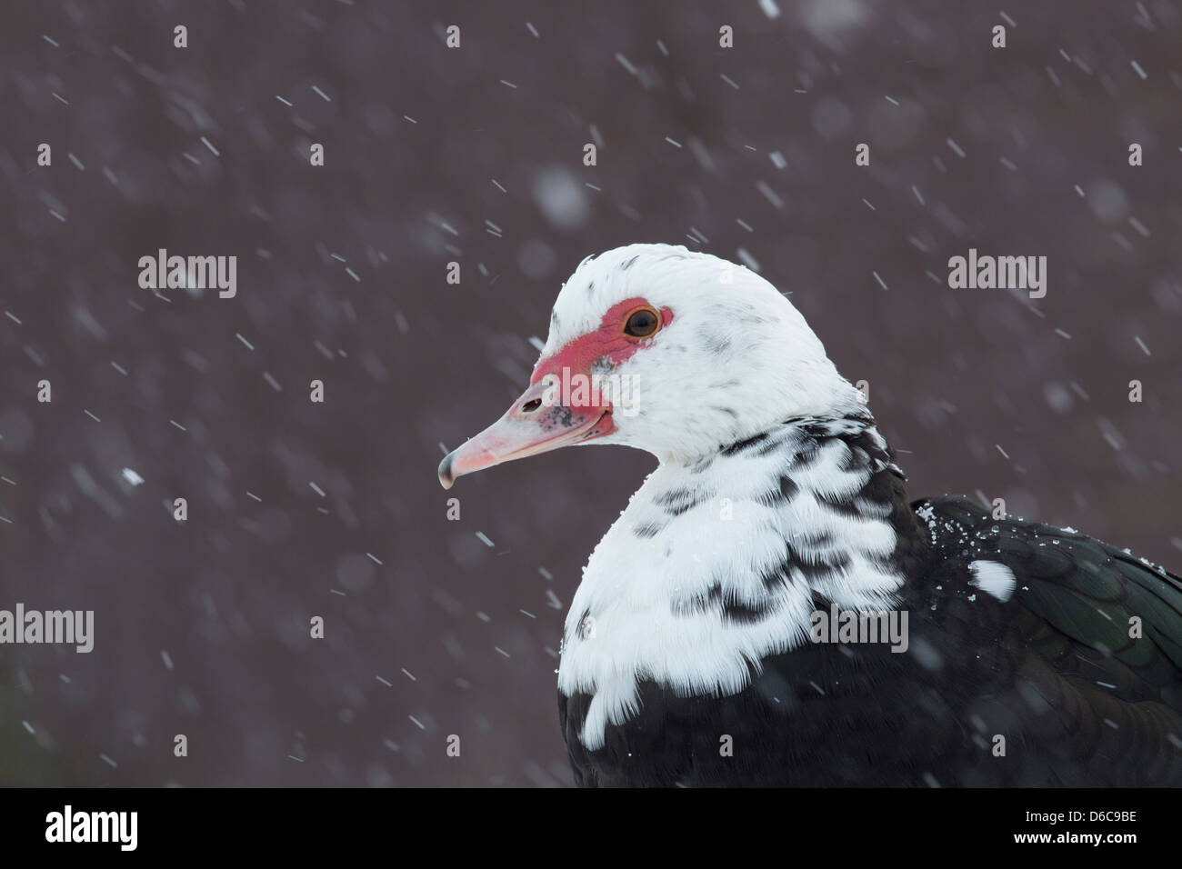 Ente im Schnee; UK Stockfoto