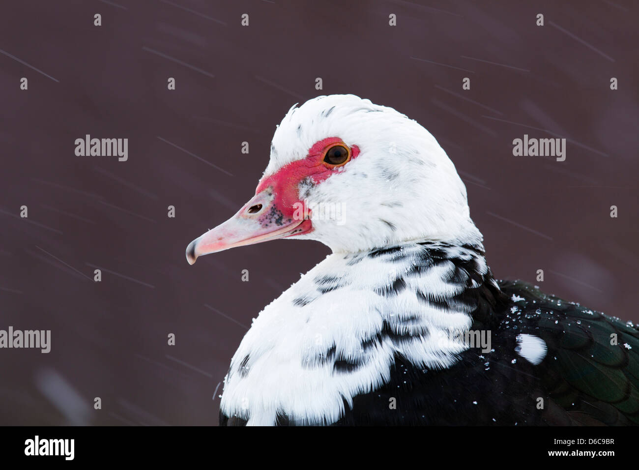 Ente im Schnee; UK Stockfoto