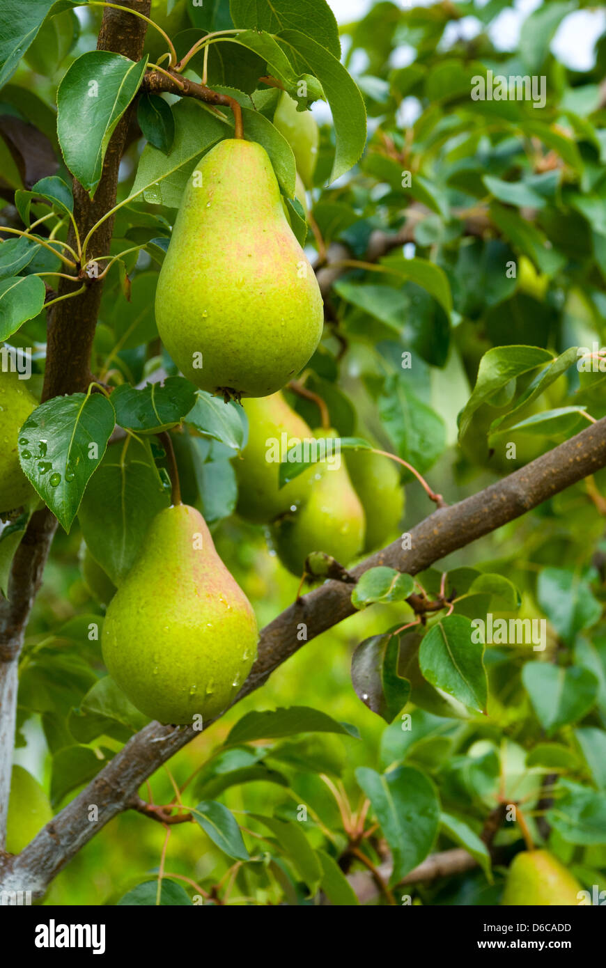 Saftige Birnen am Baum Stockfoto