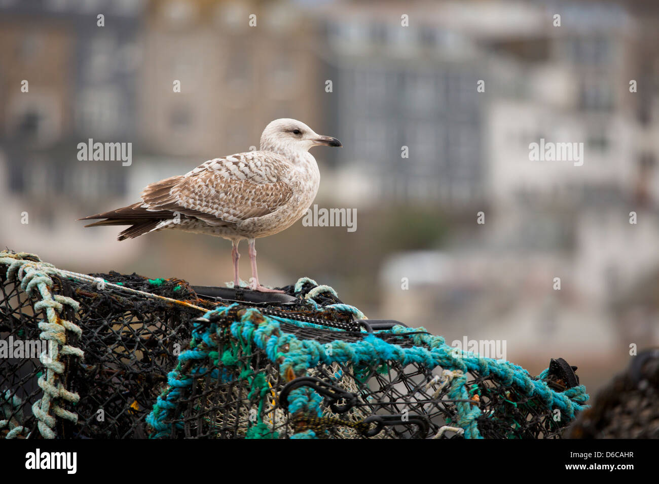 Silbermöwe; Larus Argentatus; Erste Winter Vogel; UK Stockfoto