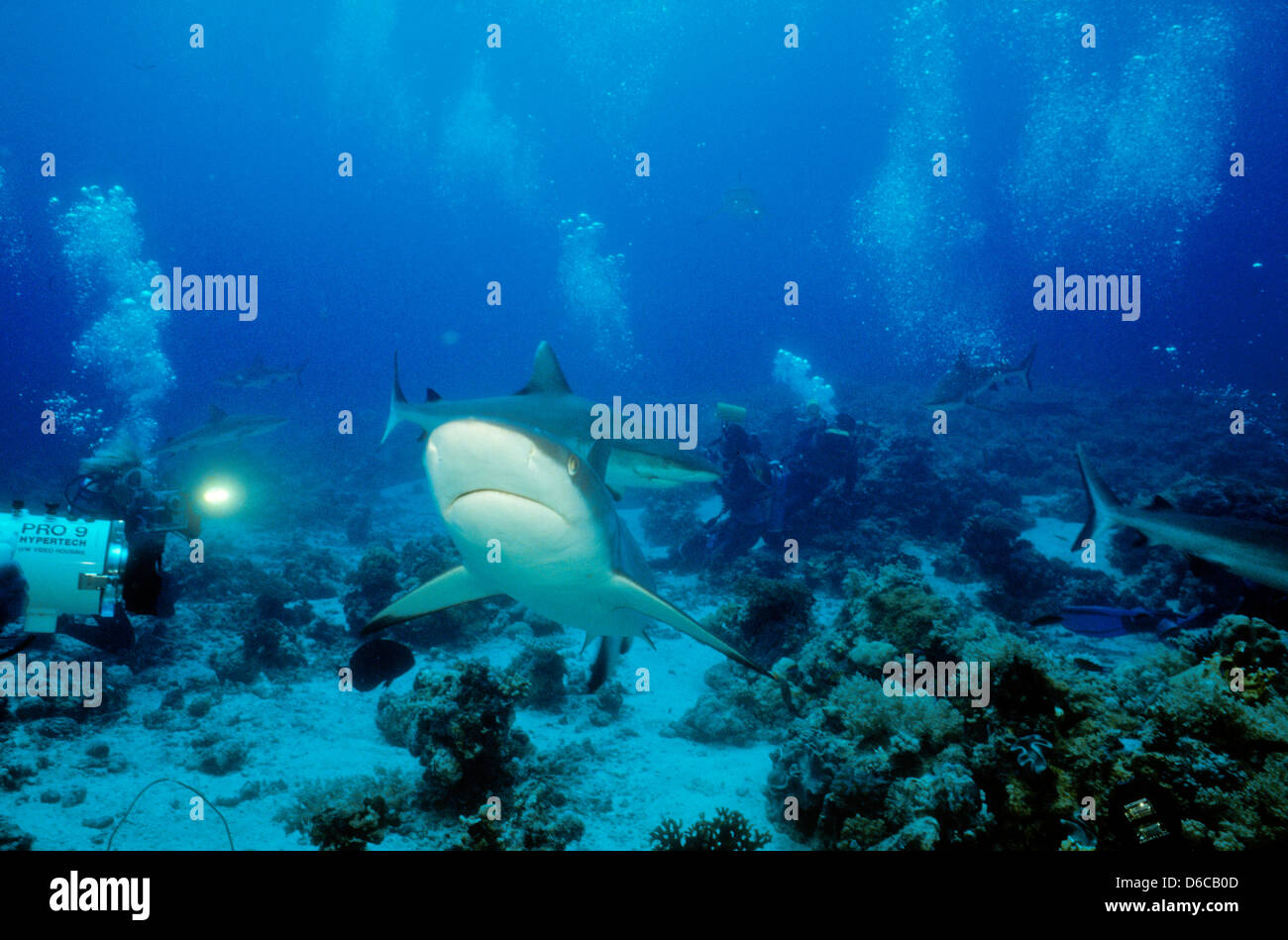 Grauen Riffhaien, Carcharhinus Anblyrhynchos, Rote Meer Dez. 1986 schieben Sie Konvertierungen, Ägypten, Sinai-Halbinsel, Sudan Safari Boot Tauchen, Stockfoto