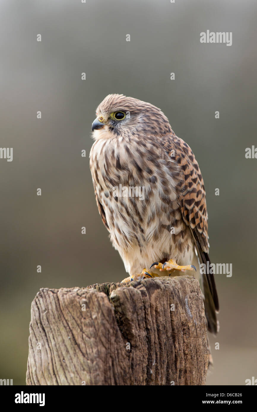 Turmfalke; Falco Tinnunculus; Weiblich; UK Stockfoto