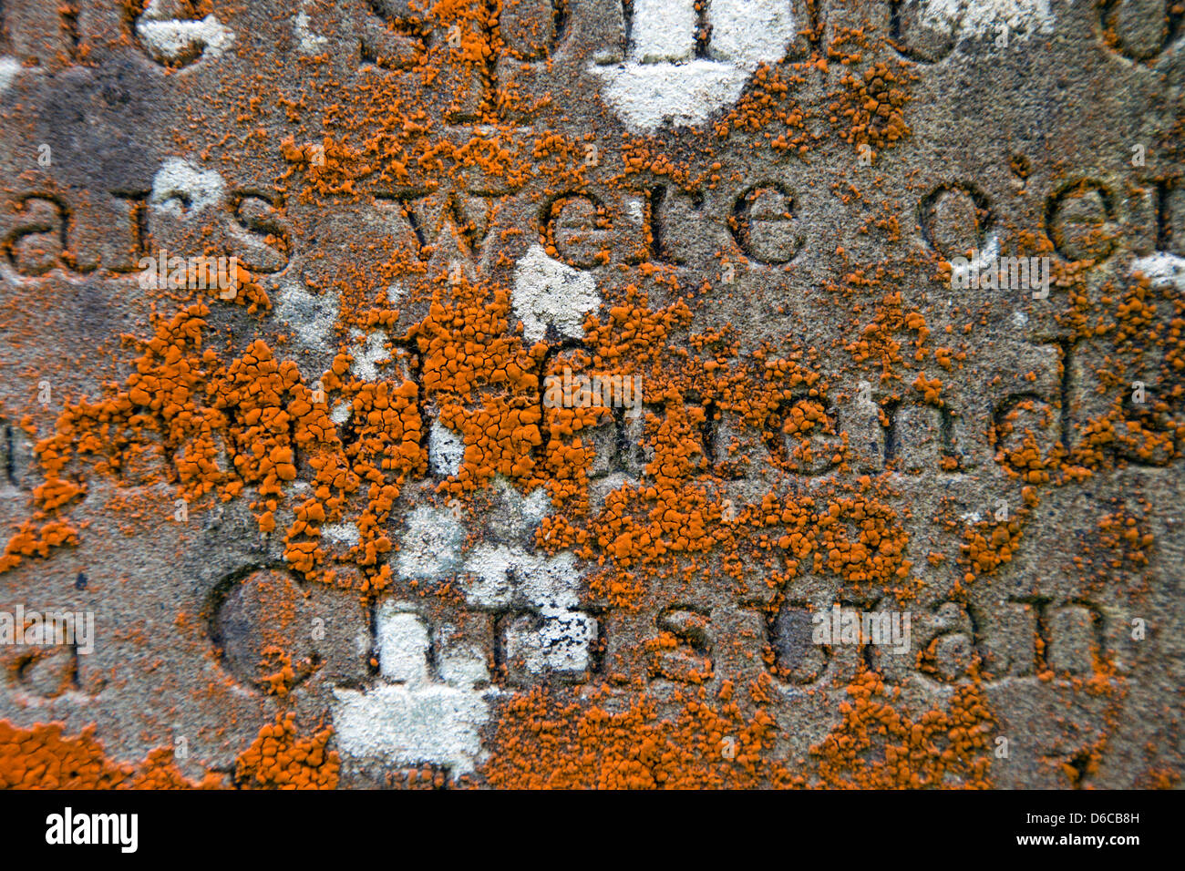 Flechten auf einem Grabstein; UK Stockfoto