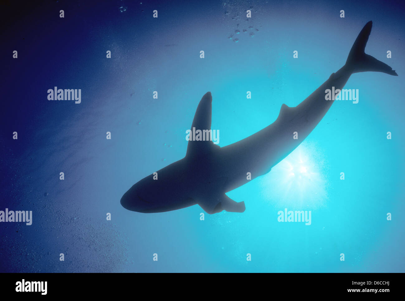 Silky Haifisch, Carcharhinus Falciformis bis zu 4m, Rote Meer Dez. 1986 schieben Sie Konvertierungen, Ägypten, Sinai-Halbinsel, Sudan Safari Boot Tauchen, Stockfoto