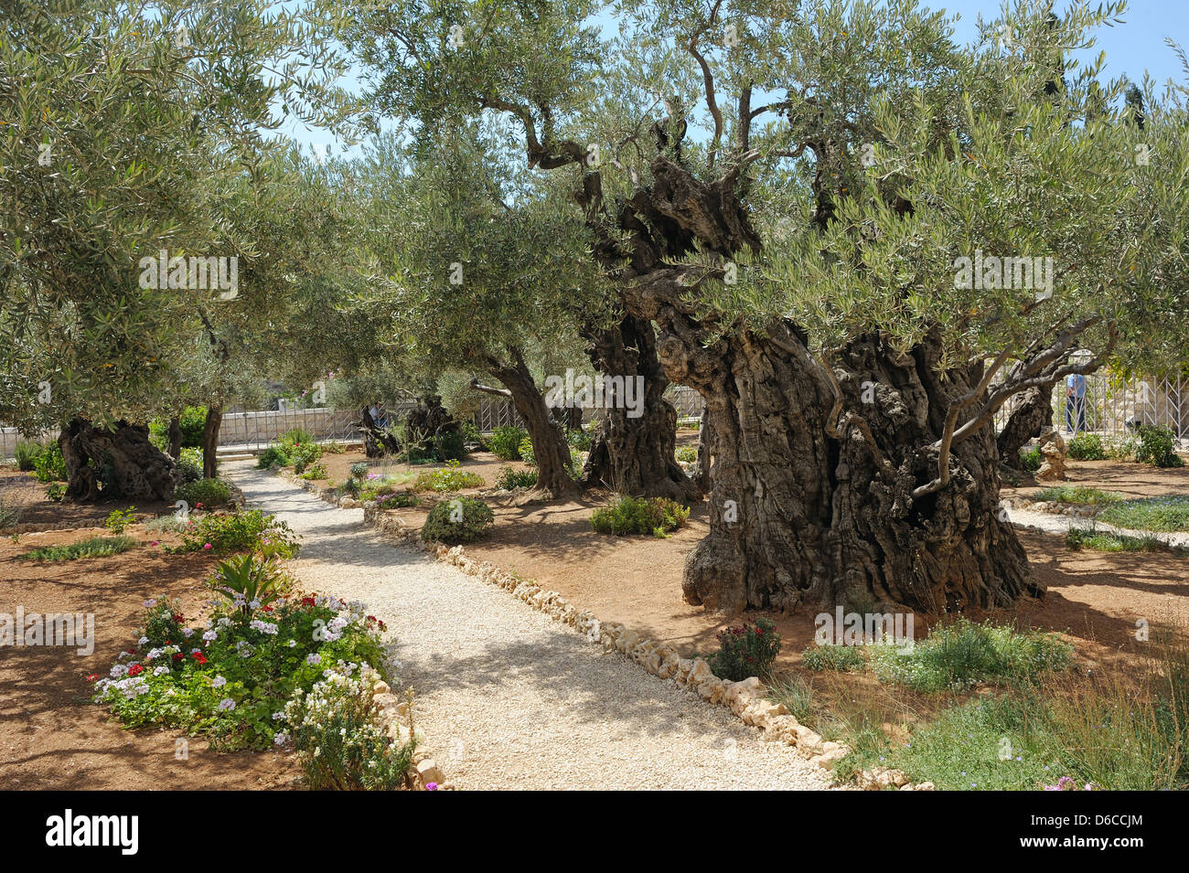 Der garten gethsemane Fotos und Bildmaterial in hoher Auflösung Alamy