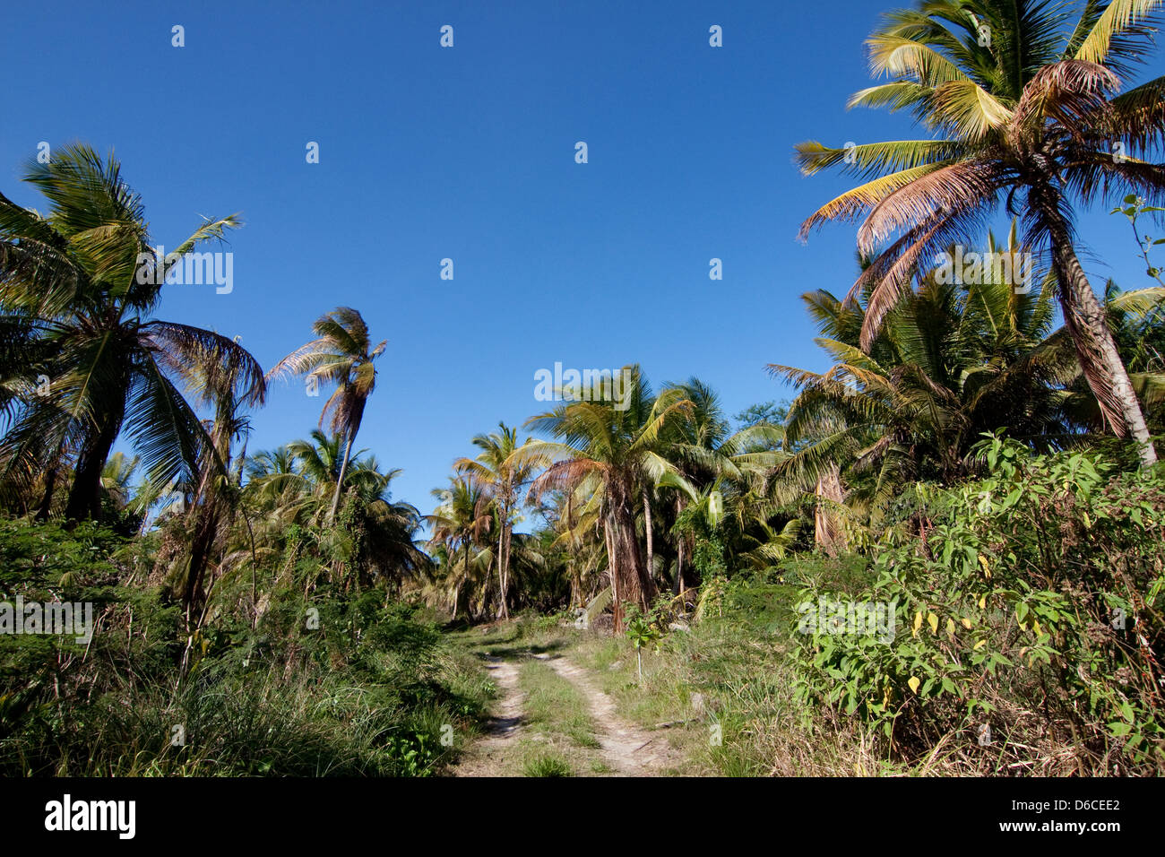 Nevis Insel, Caribbean Stockfoto