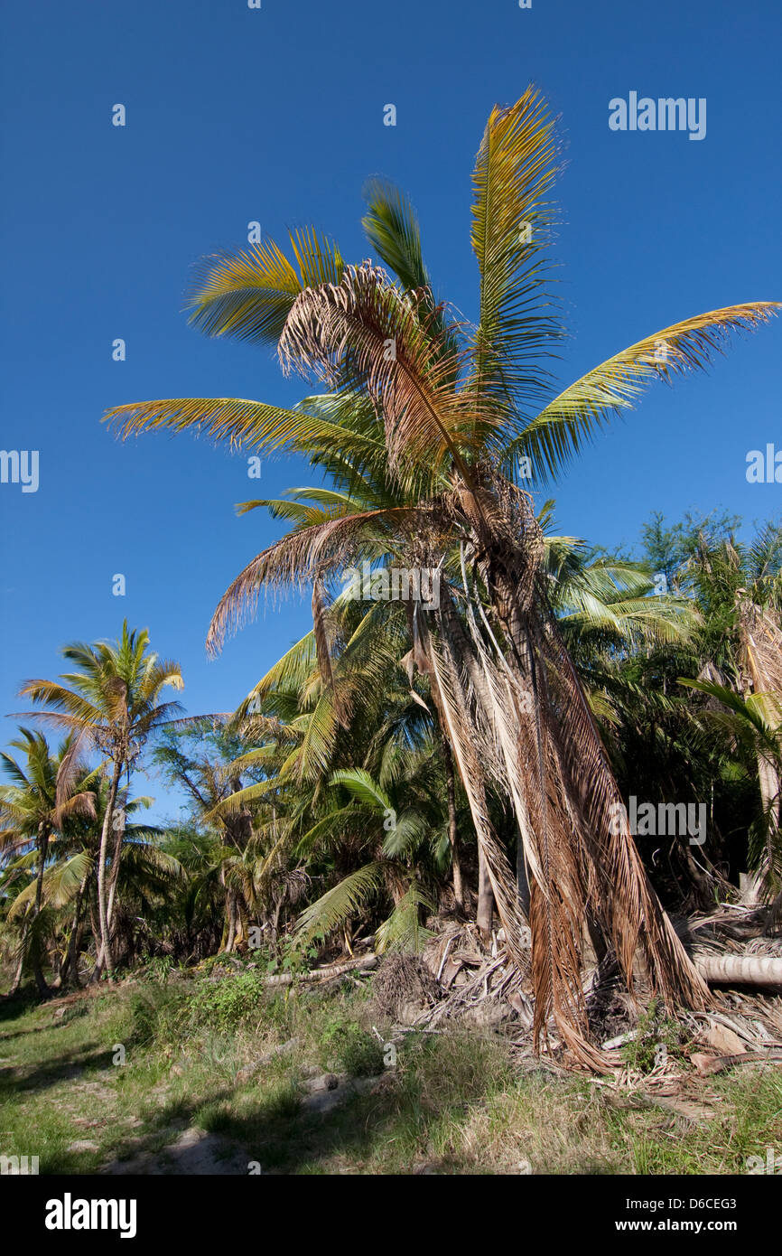 Nevis Insel, Caribbean Stockfoto