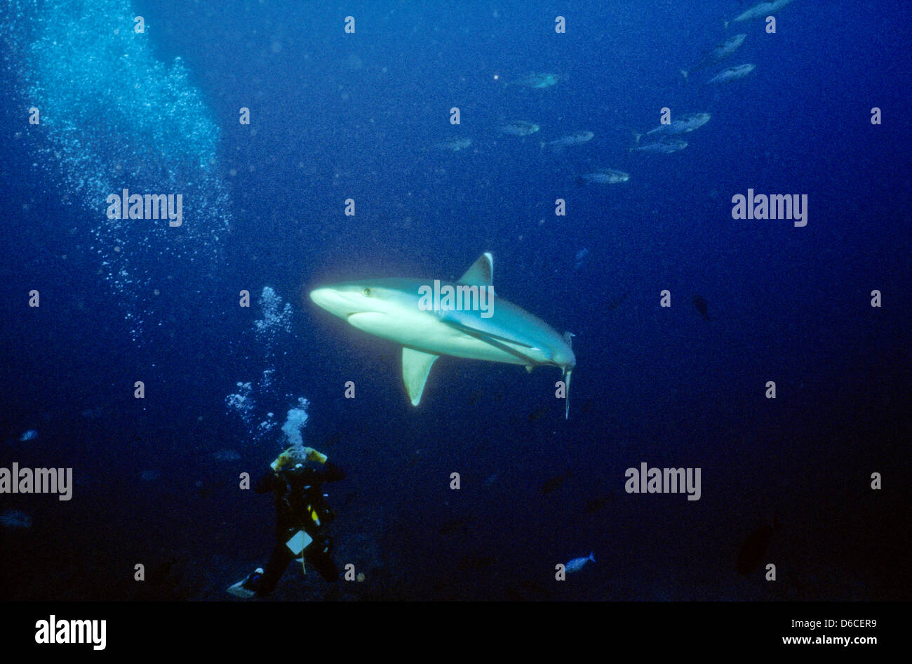Grauen Riffhaien, Carcharhinus Anblyrhynchos, Rote Meer Dez. 1986 schieben Sie Konvertierungen, Ägypten, Sinai-Halbinsel, Sudan Safari Boot Tauchen, Stockfoto
