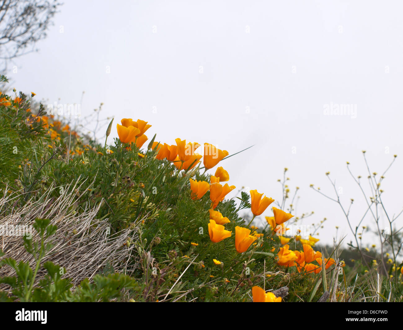 Eschscholzia Californica kalifornische Mohn eine eingeführten Arten in Teneriffa Spanien belebt den nebligen Bergen Stockfoto