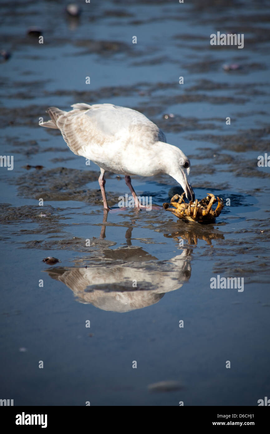 Eine Möwe attackiert und frisst eine Krabbe zu White Rock Vancouver Stockfoto