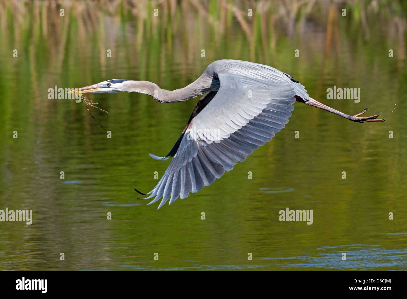 Großer Blaureiher fliegende Reiher Küstenvögel Watvögel Natur Tierwelt Umwelt Stockfoto