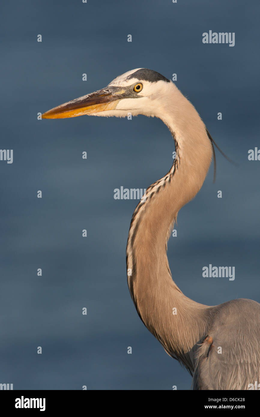 Great Blue Heron Reiher Küstenvögel Watvögel Natur Tierwelt Umwelt Stockfoto