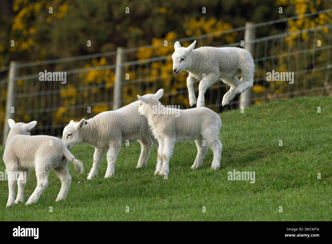 Frühjahr Lämmer und einem springenden Lamm auf Rasen Wiese Stockfoto