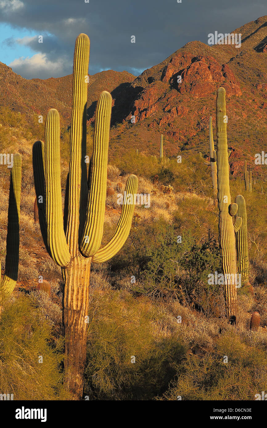 Sonoran Wüste Landschaft und Kaktus-details Stockfoto