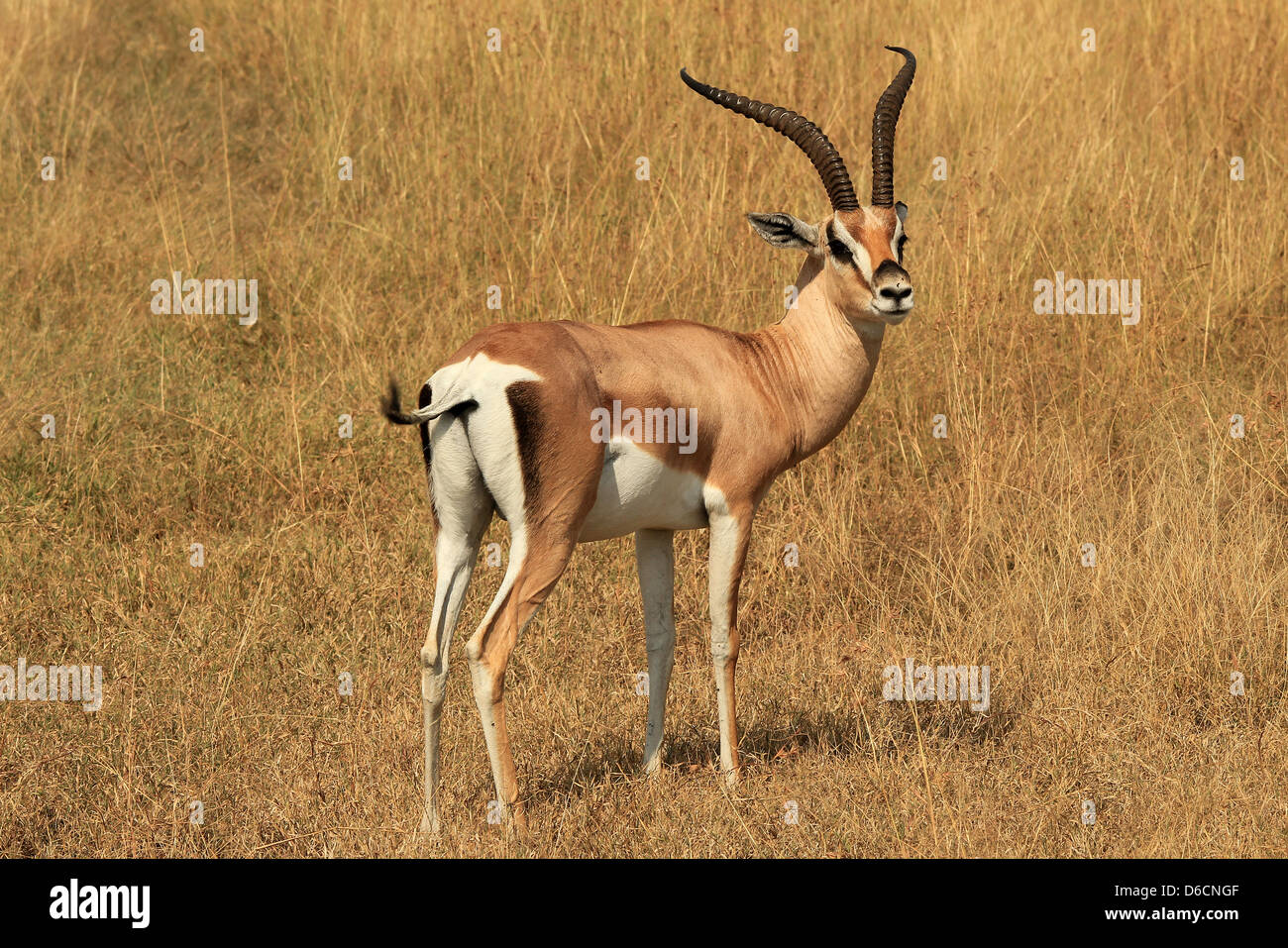 Grant es Gazelle (Nanger Granti) in Savanne, Maasai Mara, Tansania Stockfoto