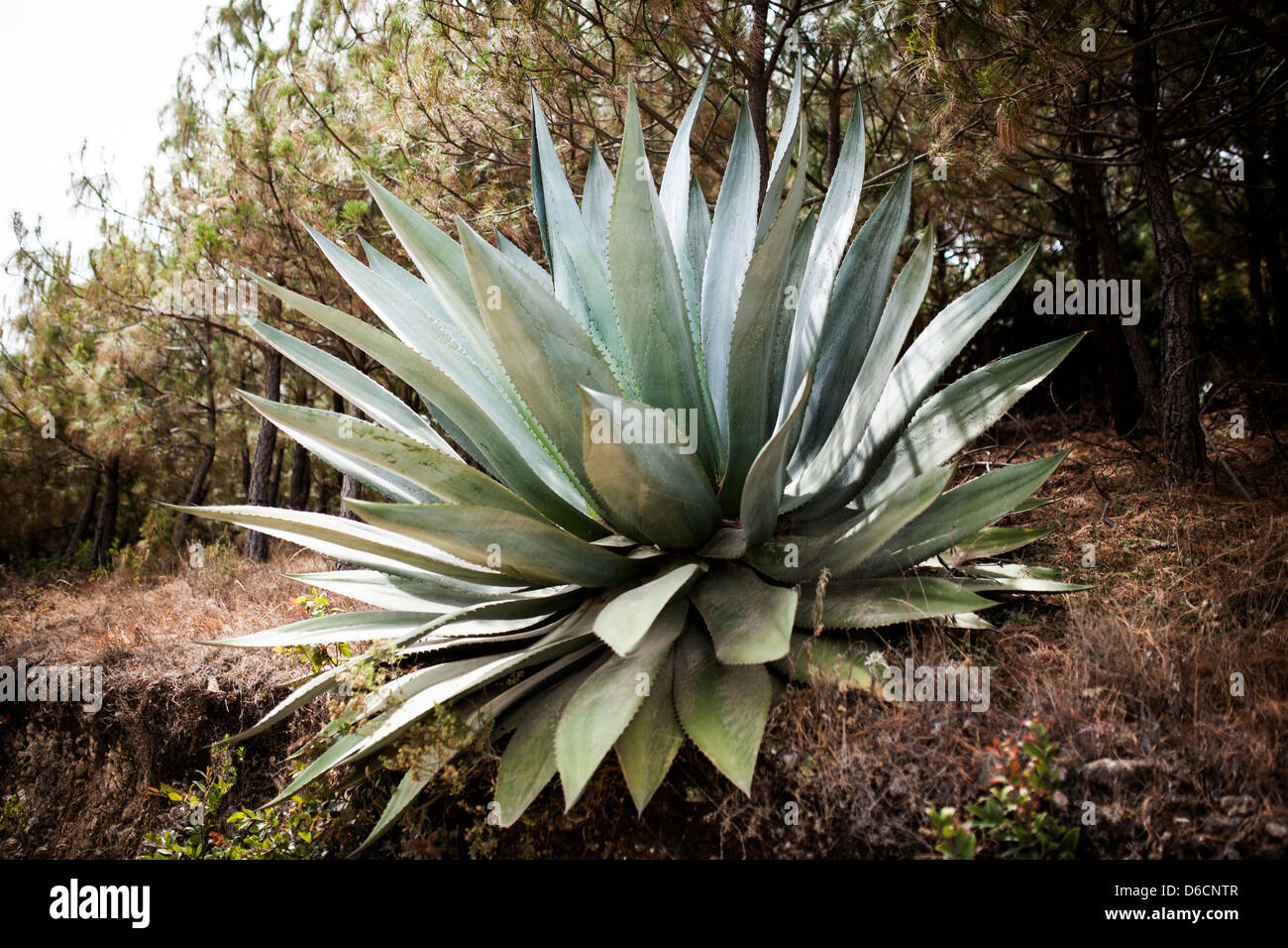Eine massive Maguey-Pflanze ziert die Oaxaca-Landschaft. Der beliebte traditionelle Oaxaca Alkohol, Mezcal, stammt von dieser Pflanze. Stockfoto