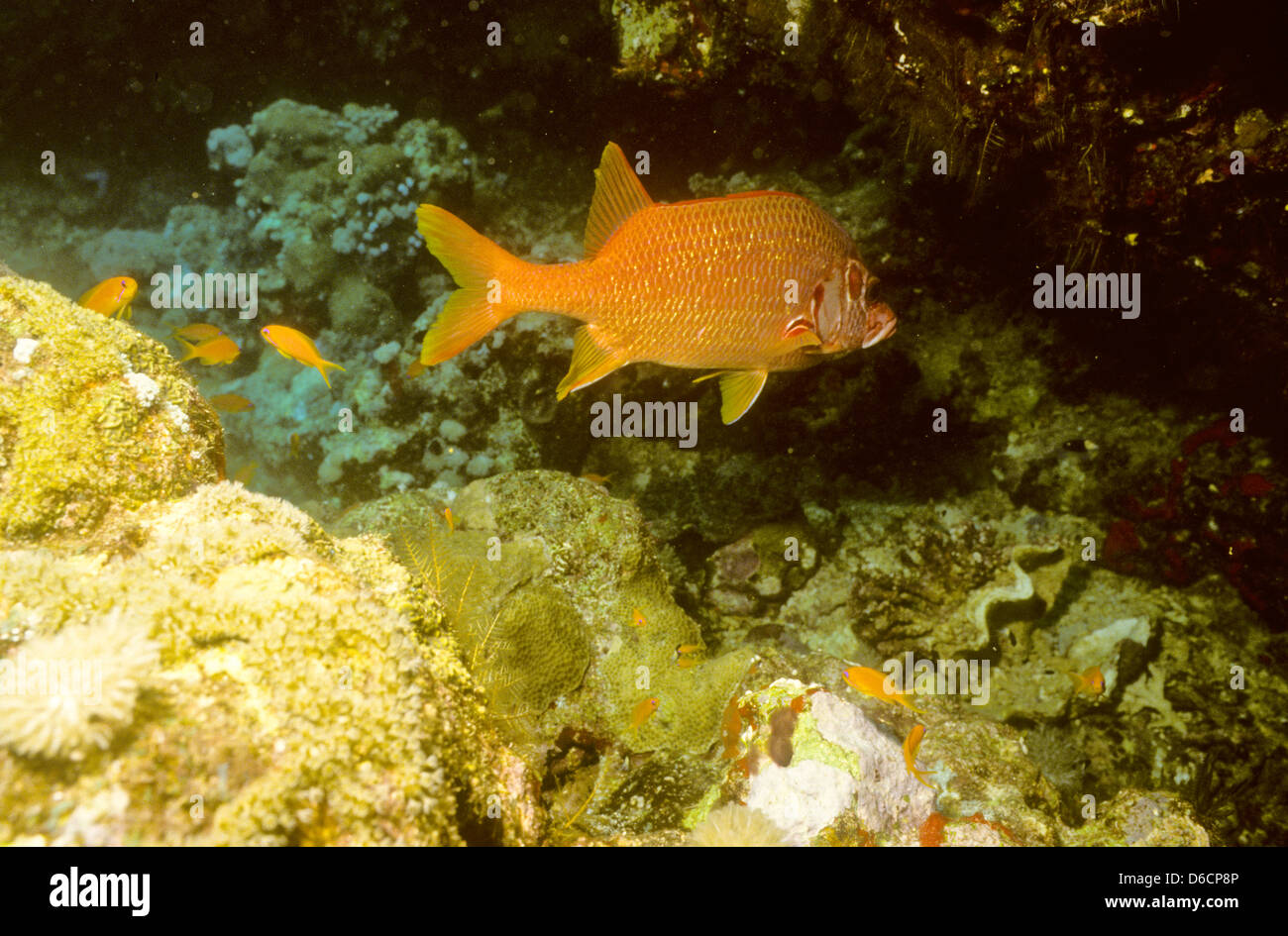 Lange Jawed Eichhörnchen Fisch, Sargocentron Spiniferum, Rote Meer Dez. 1986 schieben Sie Konvertierungen, Ägypten, Sinai-Halbinsel, Sudan Tauchen Stockfoto