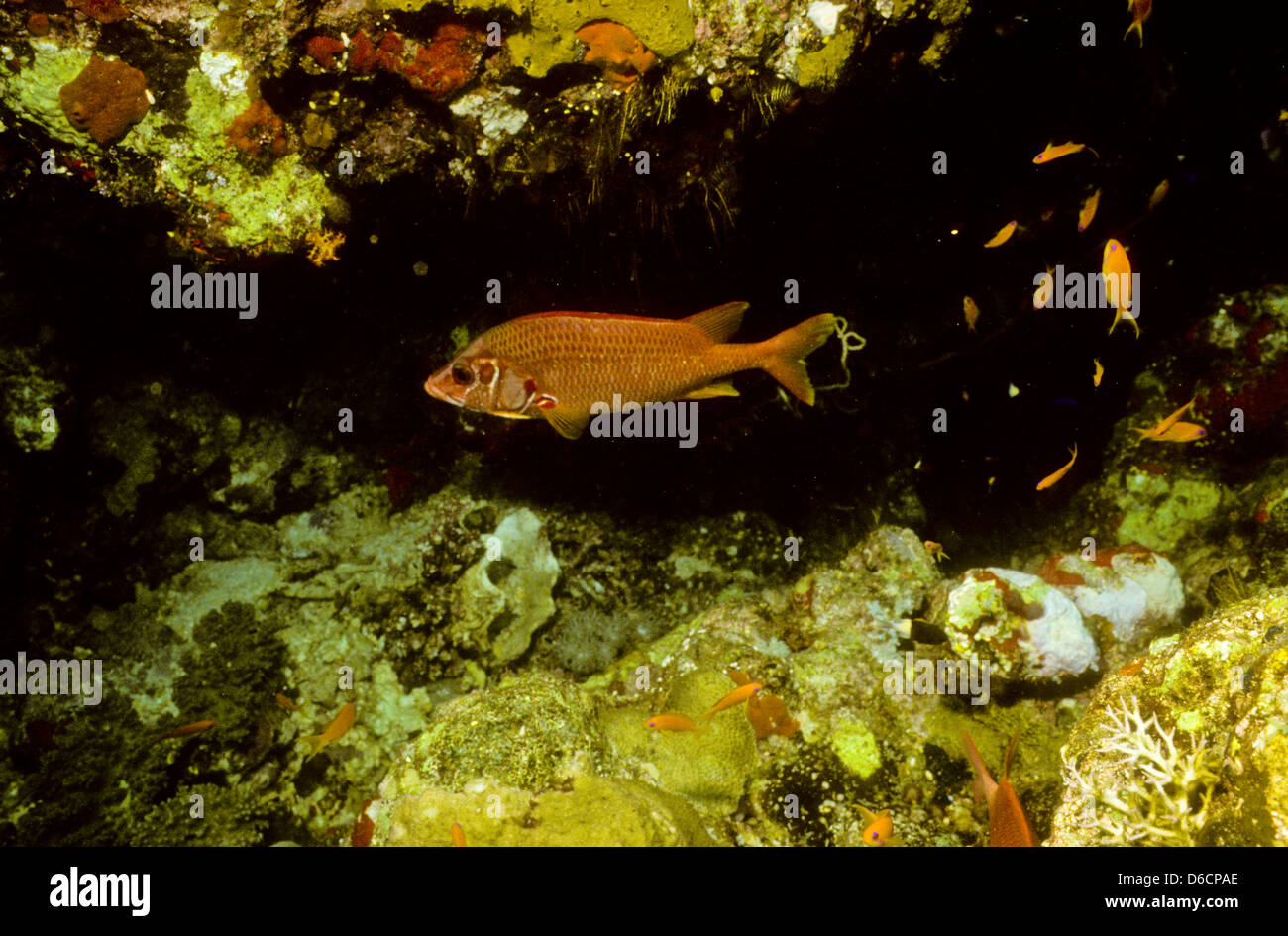 Lange Jawed Eichhörnchen Fisch, Sargocentron Spiniferum, Rote Meer Dez. 1986 schieben Sie Konvertierungen, Ägypten, Sinai-Halbinsel, Sudan Tauchen Stockfoto