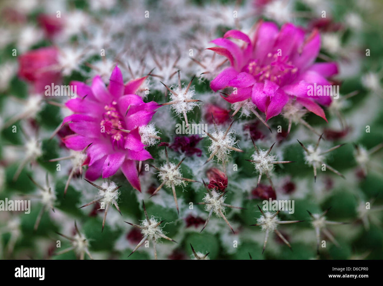 mammillaria peninsularis Mammillaria krameria main image 0