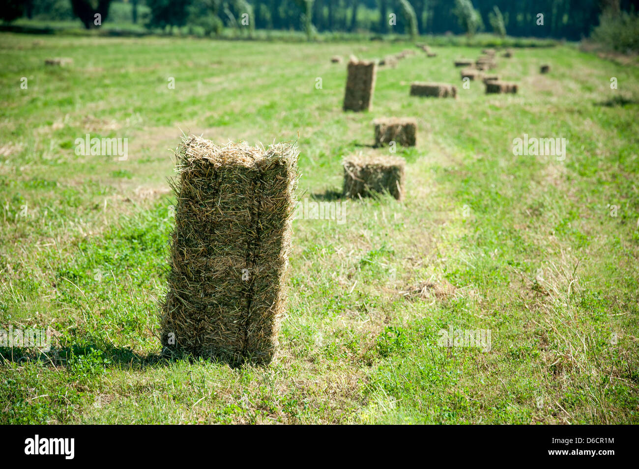 Heuballen aufgereiht auf einer Weide auf einer Farm in Rancagua, Chile Stockfoto