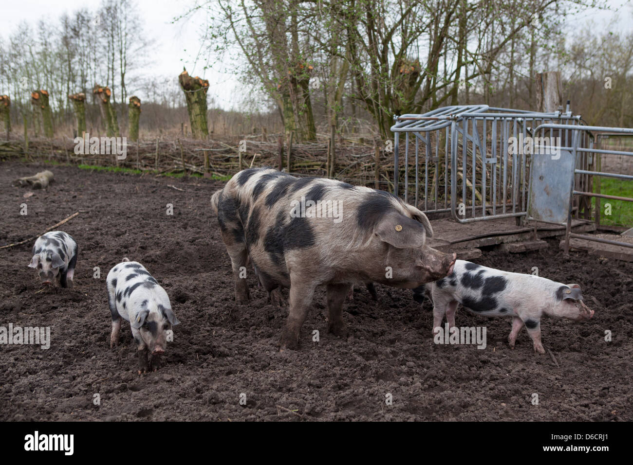 Nachhaltige Landwirtschaft mit "Bonte Bentheimer' freie Strecke Schweine und Ferkel auf einem ökologischen Bauernhof in den Niederlanden Stockfoto