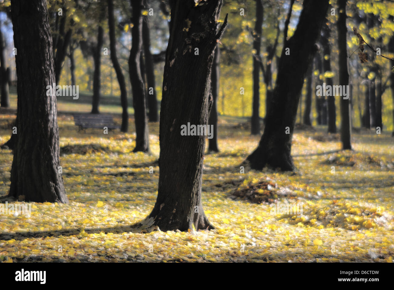 Herbst Park, Soft-Fokus-Objektiv. Stockfoto