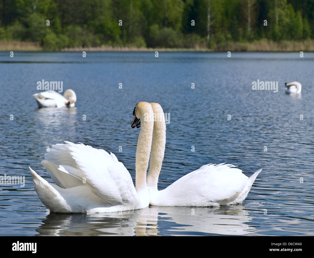 Schwäne am See Stockfoto