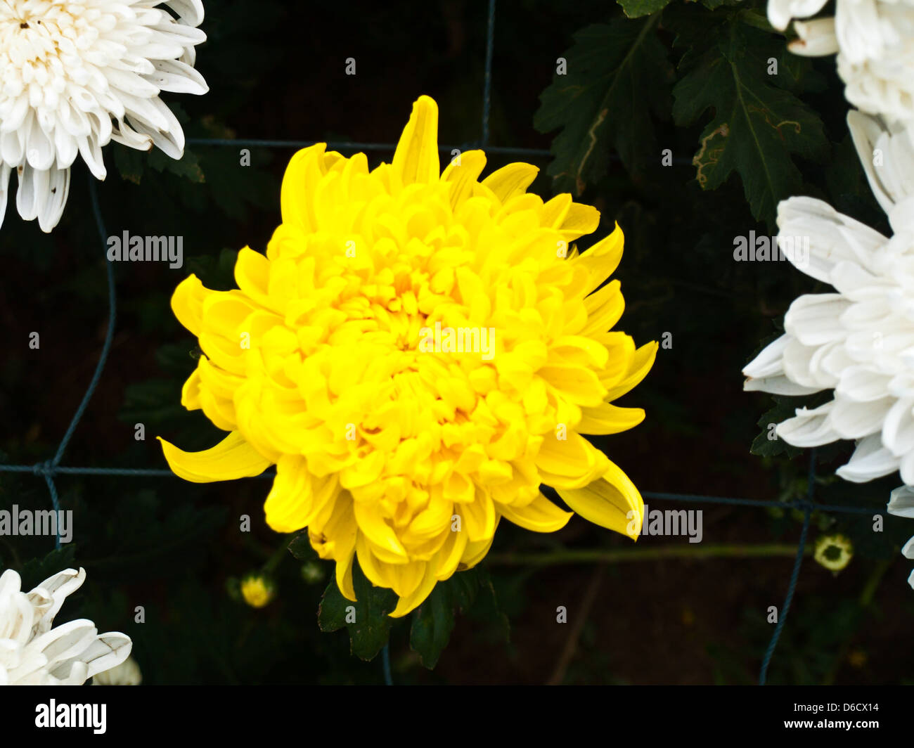 Gelbe Chrysantheme in Nakorn Ratchasima, Thailand. Stockfoto