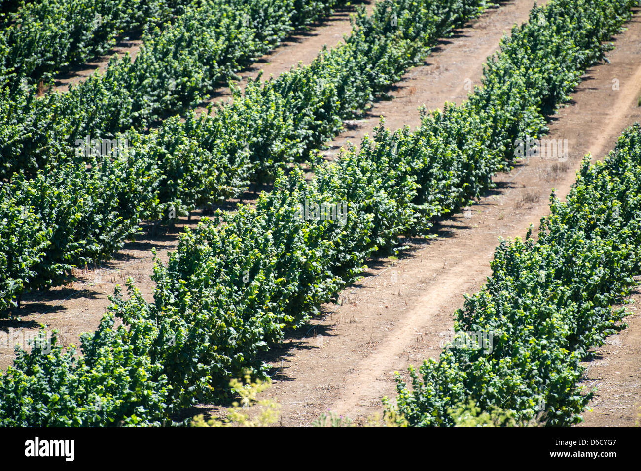 Bäume und Haselnüsse in Haselnuss-Plantagen in Temuco, Chile Stockfoto