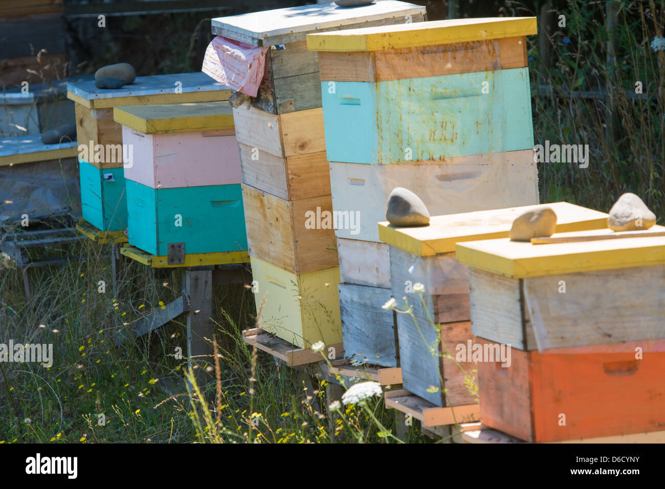 Bienenhaus auf Haselnuss-Plantage in Temuco, Chile Stockfoto
