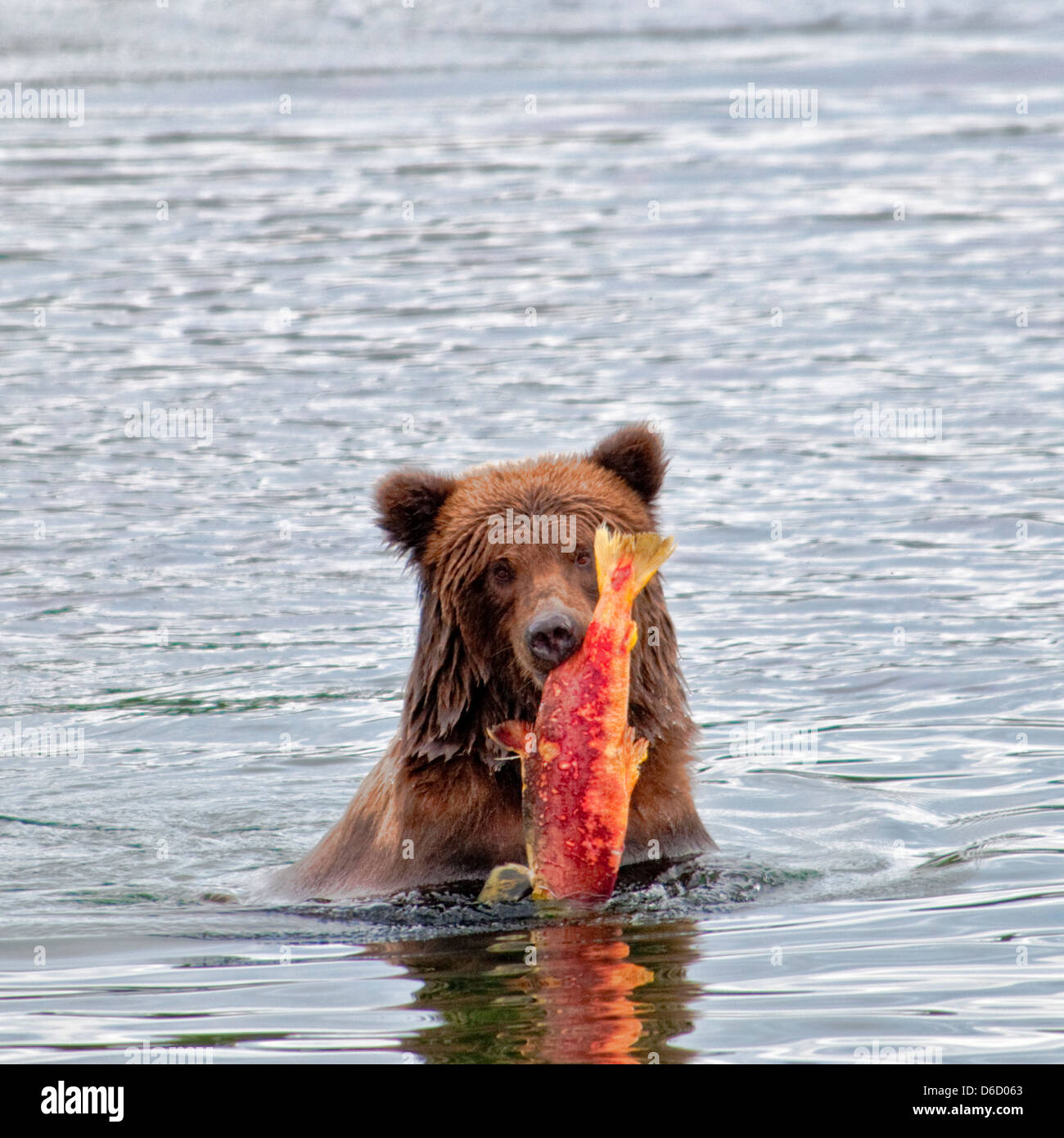 Grizzly Bären, Ursus Arctos Horriblis, Durchführung von Lachs von Brooks River, Katmai Nationalpark, Alaska, USA Stockfoto